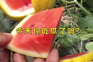 娱乐吃瓜起什么名字,揭秘明星幕后吃瓜大揭秘